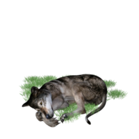 Lobo animal isolado 3d png