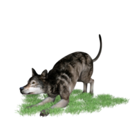 Lobo animal isolado 3d png