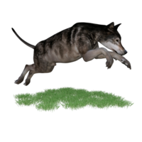 Loup animal isolé 3d png