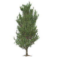 Tree isolated 3d png