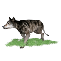 Loup animal isolé 3d png
