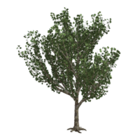 arbre isolé 3d png