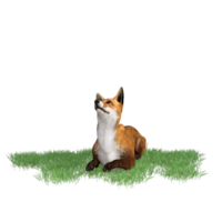 Fox animal isolated 3d png