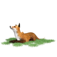 zorro animal aislado 3d png