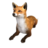 zorro animal aislado 3d png