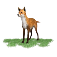 zorro animal aislado 3d png