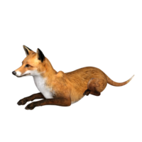 zorro animal aislado 3d png