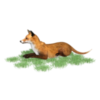 zorro animal aislado 3d png