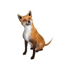 Raposa animal isolado 3d png