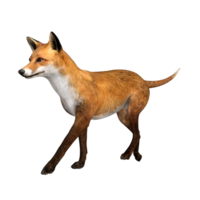 Fuchs Tier isoliert 3d png