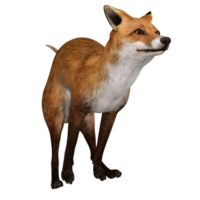 zorro animal aislado 3d png