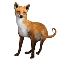 Raposa animal isolado 3d png