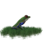 grenouille animal isolé 3d png