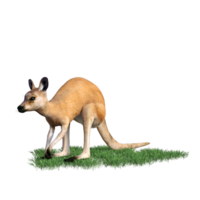 Kangaroo animal isolated 3d png