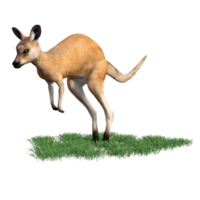 kangourou animal isolé 3d png