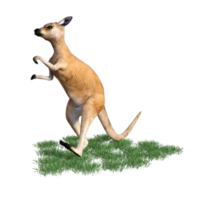 kangourou animal isolé 3d png