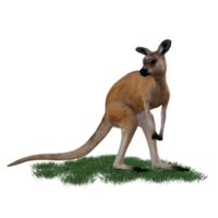 Kangaroo animal isolated 3d png