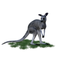 canguro animale isolato 3d png