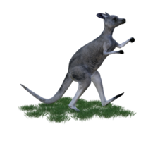 Kangaroo animal isolated 3d png