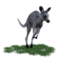 Kangaroo animal isolated 3d png