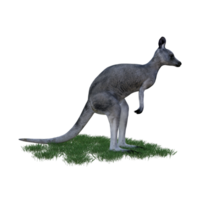 Kangaroo animal isolated 3d png