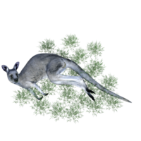 känguru djur- isolerat 3d png