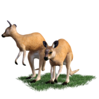 känguru djur- isolerat 3d png