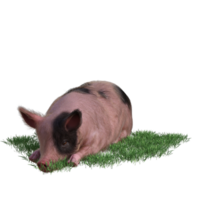 porco dentro vidro png