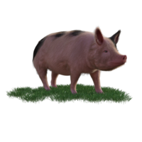 Pig in glass png