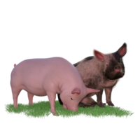 Pig in glass png