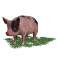 Pig in glass png