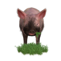 Pig in glass png