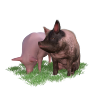 porco dentro vidro png