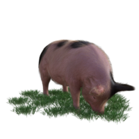 Pig in glass png