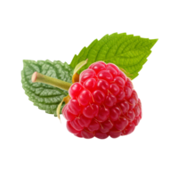 Ripe red raspberry with leaf, created with Generative AI png