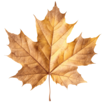 ai generated maple leaf on transparent background png