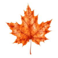 ai generated maple leaf on transparent background png