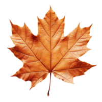 ai generated maple leaf on transparent background png