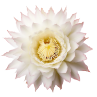 ai généré scientifique la photographie fleur de cactus acanthocereus tétragone , Conte de fée Château blanc fleur, isolé, png, png