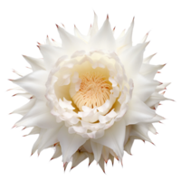 ai généré scientifique la photographie fleur de cactus acanthocereus tétragone , Conte de fée Château blanc fleur, isolé, png, png