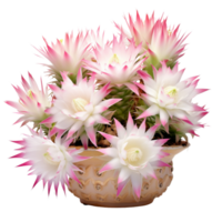 AI Generated Scientific Photography Cactus Acanthocereus tetragonus , Fairytale castle in blooming pot, isolated, PNG, png