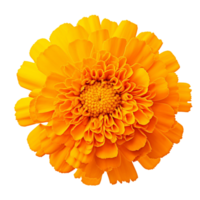 AI Generated Scientific Photography marigold yellow flower, isolated, PNG, png