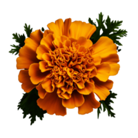 AI Generated Scientific Photography marigold yellow flower, isolated, PNG, png