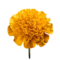 AI Generated Scientific Photography marigold yellow flower, isolated, PNG, png