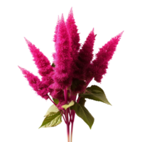 AI Generated Scientific Photography Amaranth purple flower bouquet, isolated, PNG, png