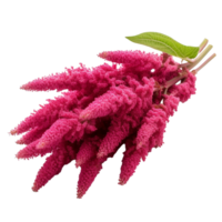 AI Generated Scientific Photography Amaranth purple flower bouquet, isolated, PNG, png