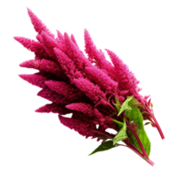 AI Generated Scientific Photography Amaranth purple flower bouquet, isolated, PNG, png