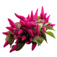 AI Generated Scientific Photography Amaranth purple flower bouquet, isolated, PNG, png