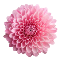 ai généré scientifique macro la photographie chrysanthème rose fleur, isolé png