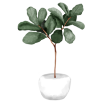inomhus- växt fiol blad fikon png